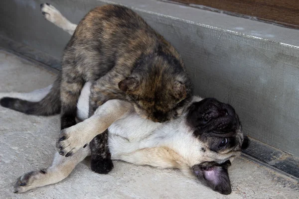 Turtle color cat and dog pug playing on sofa. Cat holding dog and bites. cat and dog fight and quarrel