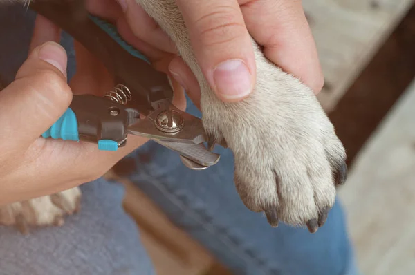 Female Hands Holding Pug Paws Cutting Claws Dog Close — Stock Photo, Image