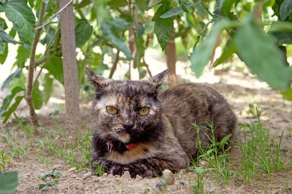 Drie Gekleurde Kat Ligt Het Weitje Kijkt Omhoog Naar Iets — Stockfoto