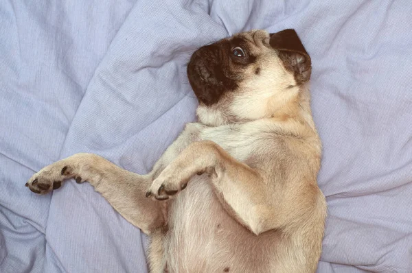 Piccolo Cane Carlino Carino Che Dorme Casa Sul Letto Buongiorno — Foto Stock