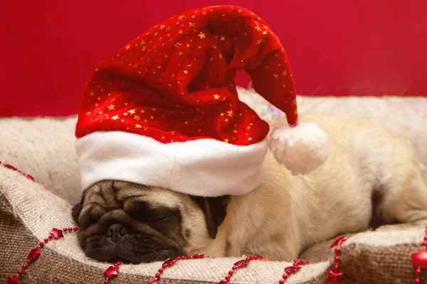 Boże Narodzenie Mops Pies Girlandy Kapelusz Święty Mikołaj Łóżku Święta — Zdjęcie stockowe