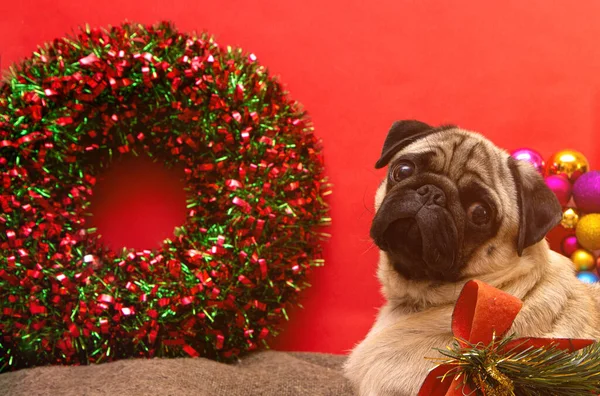 Carlin Chien Noël Avec Couronne Noël Pendant Les Vacances Noël — Photo