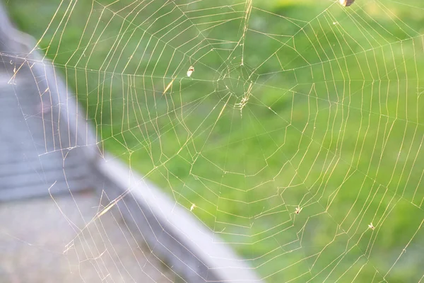 在秋日落日的温暖背景下 用蚜虫和苍蝇把蜘蛛网或蜘蛛网围起来 — 图库照片