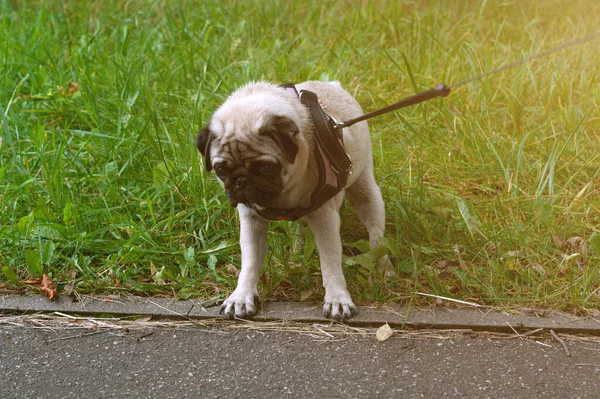 Dog Pug Fica Para Trás Recusa Andar Arrasta Trela Forma — Fotografia de Stock
