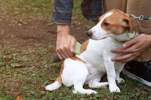 Személy Fésüli Jack Russell Terrier Kutya Egy Fém Ápoló Fésű — Stock Fotó