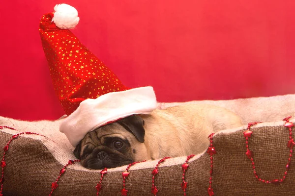 Perro Pug Navidad Con Guirnalda Sombrero Santa Claus Cama Las — Foto de Stock