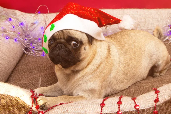 Chien Carlin Noël Avec Guirlande Chapeau Santa Claus Lit Pendant — Photo