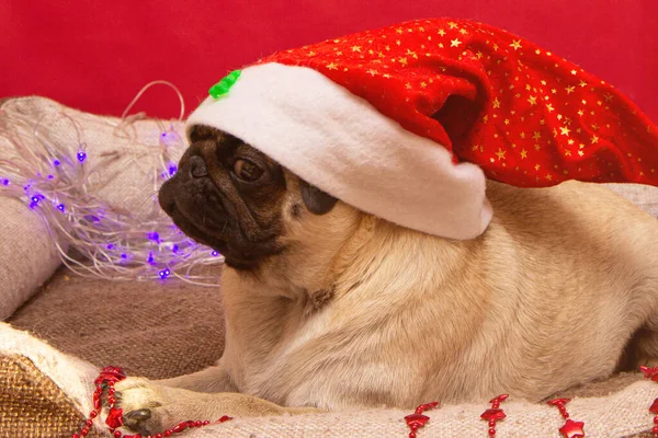 Chien Carlin Noël Avec Guirlande Chapeau Santa Claus Lit Pendant — Photo