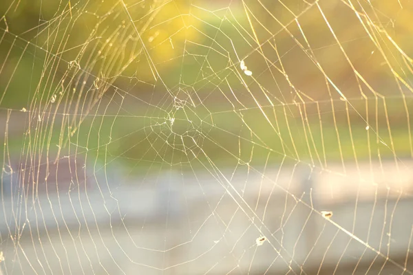 Närbild Spindelnät Eller Spindelnät Med Myggor Och Flugor Varm Bakgrund — Stockfoto