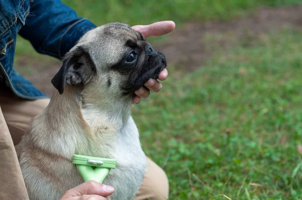 Person combs pug dog with a metal grooming comb. seasonal molting of pets and removal of excess undercoat by the owner