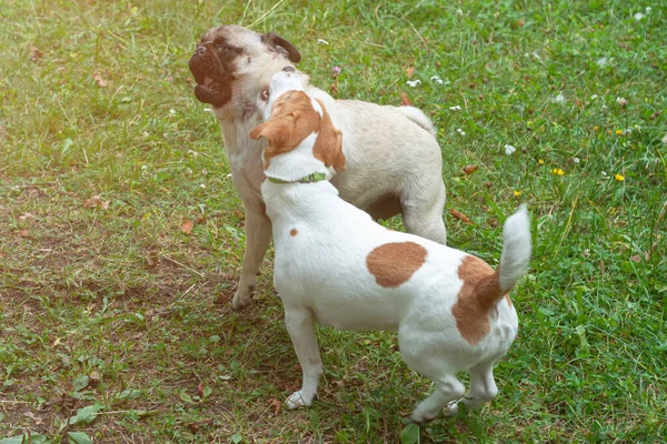 Lindo Gato Russell Terrier Perro Perro Pug Divertido Jugando Parque — Foto de Stock