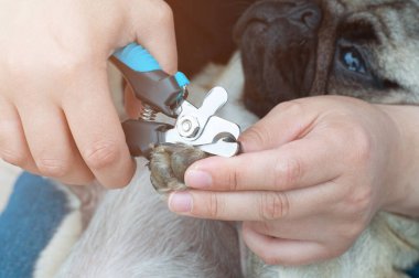 Köpeğin pençelerini ve pençelerini tutan kadın elleri.
