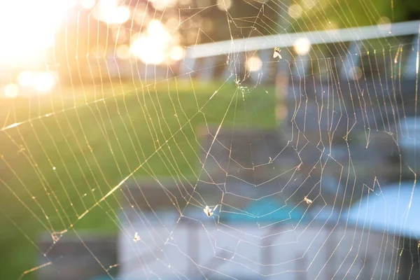 Närbild av spindelnät eller spindelnät med myggor och flugor på varm bakgrund av höstens solnedgång — Stockfoto