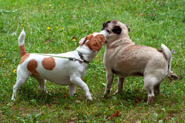 可爱的杰克russell小狗和滑稽的哈巴狗在公园玩耍，狗的友谊 — 图库照片