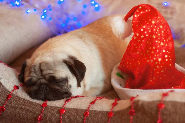 Chien de carlin de Noël avec guirlande et chapeau santa claus au lit pendant les vacances de Noël — Photo