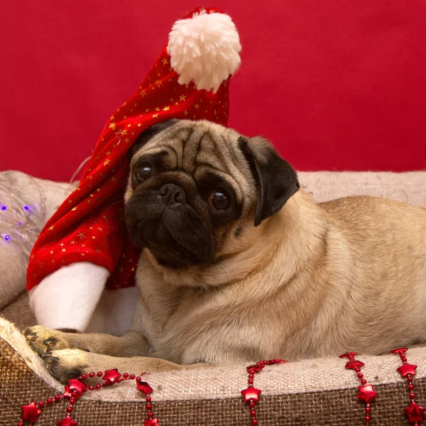 Perro pug navidad con guirnalda y sombrero santa claus en la cama en las vacaciones de Navidad — Foto de Stock