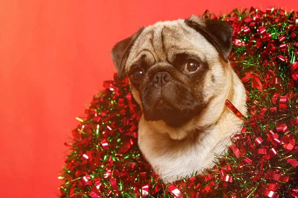 Chien de Noël avec couronne de Noël pendant les vacances de Noël — Photo