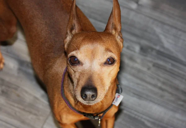 Pequeño Cachorro Perro Raza Zwerg Pinscher Marrón Rojo Cervatillo Bronceado —  Fotos de Stock