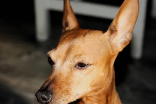 Pequeño Cachorro Perro Raza Zwerg Pinscher Marrón Rojo Cervatillo Bronceado —  Fotos de Stock