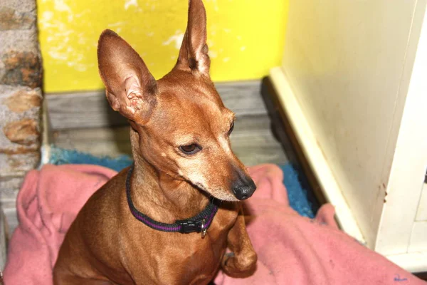 Pequeno Cachorro Cão Raça Zwerg Pinscher Bronzeado Fawn Marrom Vermelho — Fotografia de Stock