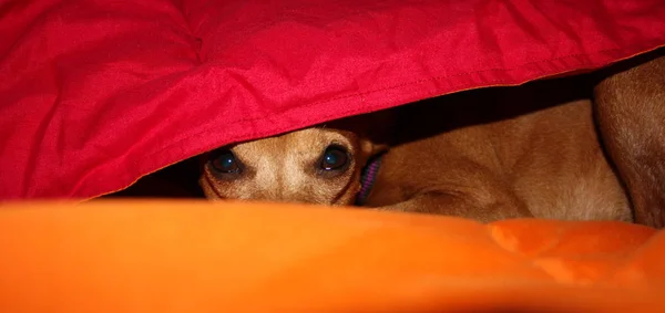 Pequeno Cachorro Cão Raça Zwerg Pinscher Bronzeado Fawn Marrom Vermelho — Fotografia de Stock