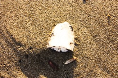 kumlanmış mürekkepbalığı kemik kırık bir parçası. doğal organik öğesi. life.biocarbons döngüsü. Tuscan deniz kumlu plaj üzerinde terk