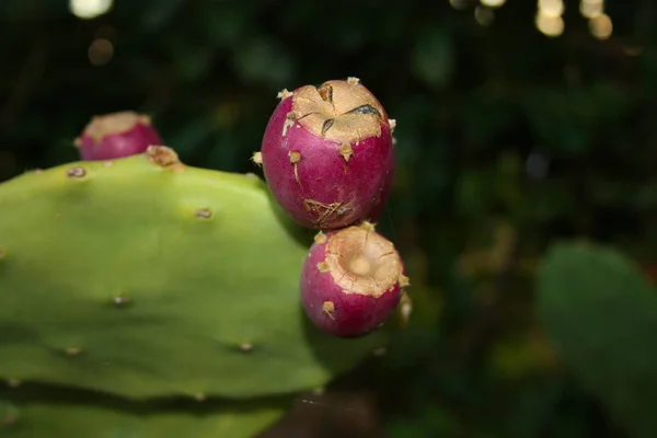 Planta Fruto Pera Espinosa Color Púrpura Madura Jugosa Sabrosa —  Fotos de Stock