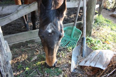 Pack animalriding canavar. onun muhafaza içinde yetişkin kahverengi at