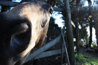 Pack animalriding canavar. onun muhafaza içinde yetişkin kahverengi at