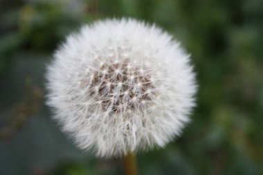 Bush yumuşak yalnız Karahindiba çiçeği