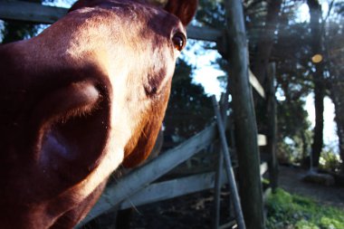 Pack animalriding canavar. onun muhafaza içinde yetişkin kahverengi at
