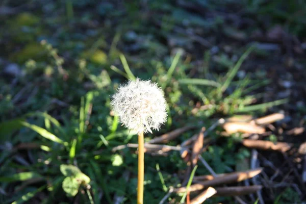 柔软的单生蒲公英花在灌木 — 图库照片