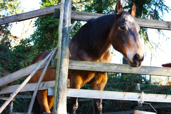 Impacchettare Bestie Equitazione Cavallo Adulto Marrone All Interno Del Suo — Foto Stock