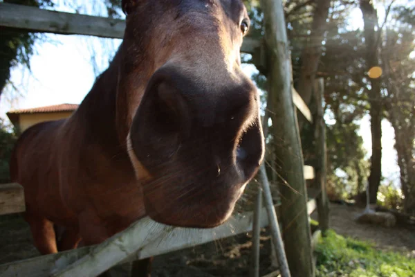 Pack animalriding canavar. onun muhafaza içinde yetişkin kahverengi at