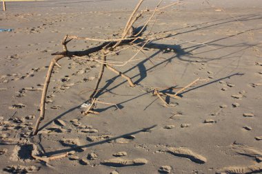 kahverengi kuru dal. Geçerli fırtınalı deniz kum plajındaki getirdi çalı