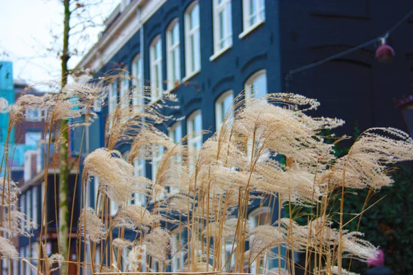Kuru ot ve bir Hollandalı mavi bina önünde buğday Rüzgar esiyor — Stok fotoğraf