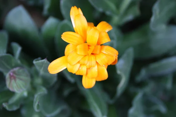 Orange flower just woke up, ready for spring — стоковое фото