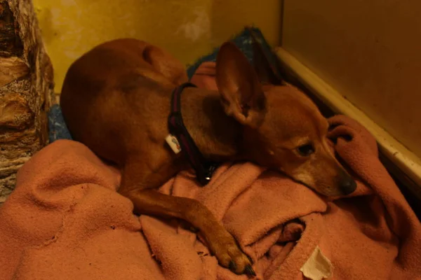 Kleine pup van zwerg pinscher miniatuur gaat om te slapen in zijn bed samengesteld uit poetskatoen van batterijen en in een hoek van het huis. trieste blik — Stockfoto