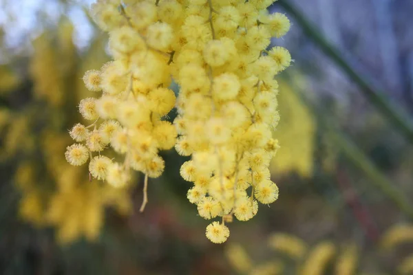 Flowery yellow mimosa plant. gift for women's day or mother's day. spring is coming — Stock Photo, Image