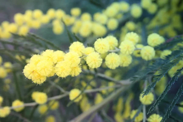 Virágos sárga mimosa növény. nőnap vagy anyák napja ajándék. jön a tavasz — Stock Fotó