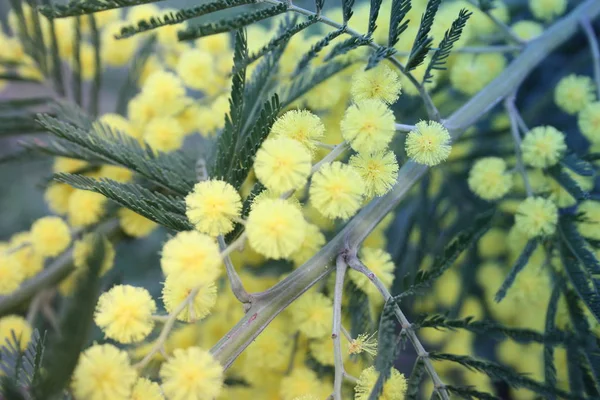 Pianta mimosa gialla fiorita. regalo per la festa della donna o la festa della mamma. la primavera sta arrivando — Foto Stock