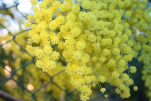 Planta mimosa amarilla floreciente. regalo para el día de la mujer o el día de la madre. Se acerca la primavera —  Fotos de Stock