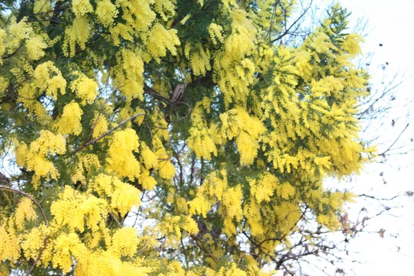 Planta mimosa amarelo florido. presente para o dia das mulheres ou dia das mães. A primavera está chegando — Fotografia de Stock