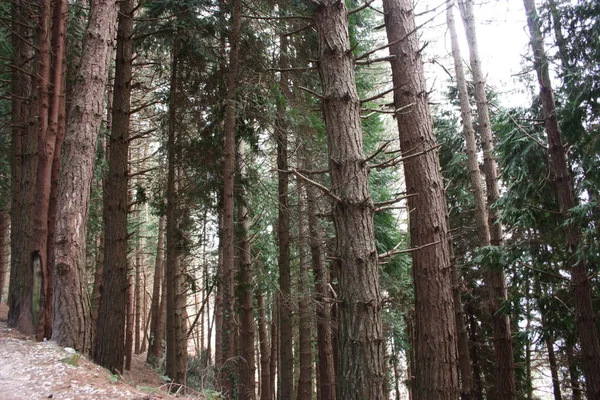 uphill path. path surrounded by tall pine trees along the pavement. nature grows geometric in the forest