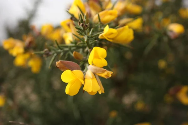 Primizie di fiori. La primavera sta arrivando. ecco sbocciare le prime piante di marzo, arriva la buona stagione — Foto Stock