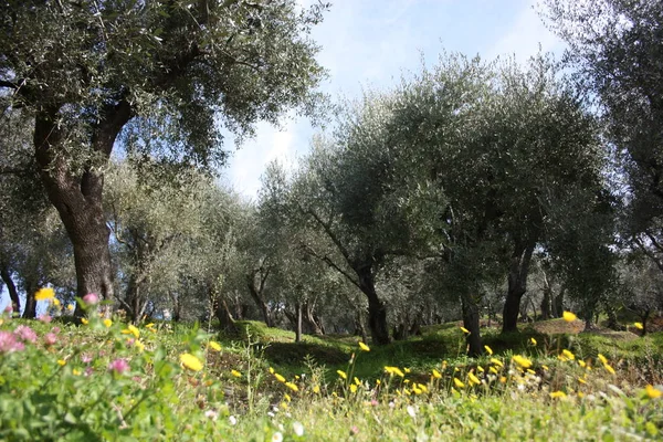 Olivar verde y grande lleno de olivos, plantas llenas de hojas y frutos. la llegada de la primavera — Foto de Stock
