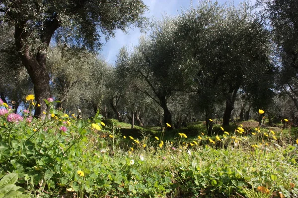 Olivar verde y grande lleno de olivos, plantas llenas de hojas y frutos. la llegada de la primavera —  Fotos de Stock