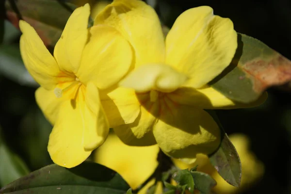 I colori vivaci dei fiori fioriscono in primavera — Foto Stock