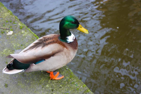 wild duck with orange legs, bright green neck, yellow beak and a nice shaded plumage. farm animal ready to bathe in the river by jumping off a sidewalk with moss