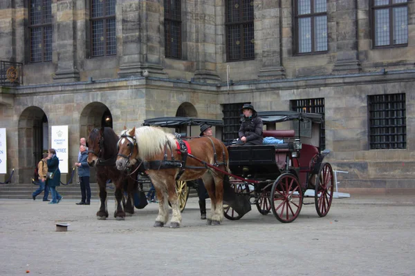 Амстердам, международный туристический центр. Две лошади тянут карету и кучер разговаривает с другом, которого он случайно встретил на площади Дам . — стоковое фото